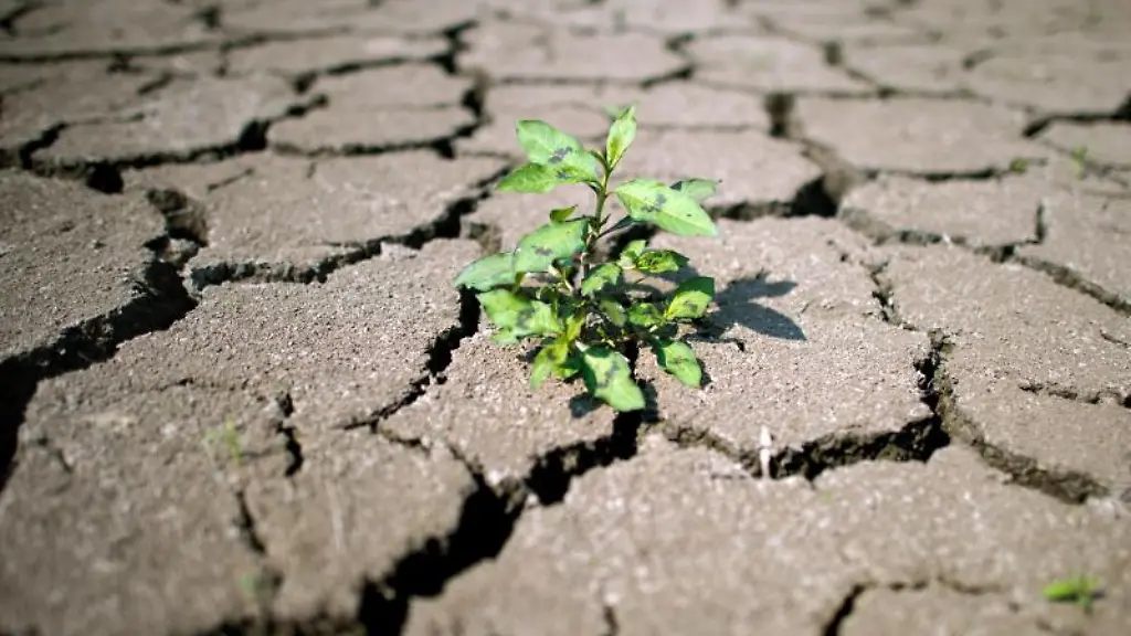 In-einem-ausgetrockneten-Flussbett-waechst-eine-kleine-Pflanze-in-den-Rissen-der-trockenen-Erde