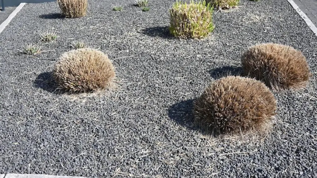Pflanzen-ragen-aus-einem-Vorgarten-mit-grauen-und-schwarzen-Kieselsteinen