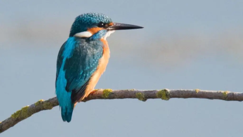 Ein-Eisvogel-verweilt-am-Morgen-im-Naturschutzgebiet-Gronauer-Masch-im-Landkreis-Hildesheim