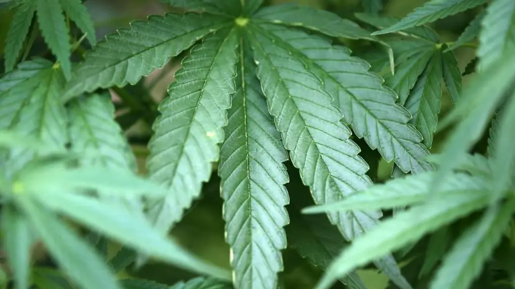 Hanf-Pflanzen-Cannabis-wachsen-in-einem-Garten