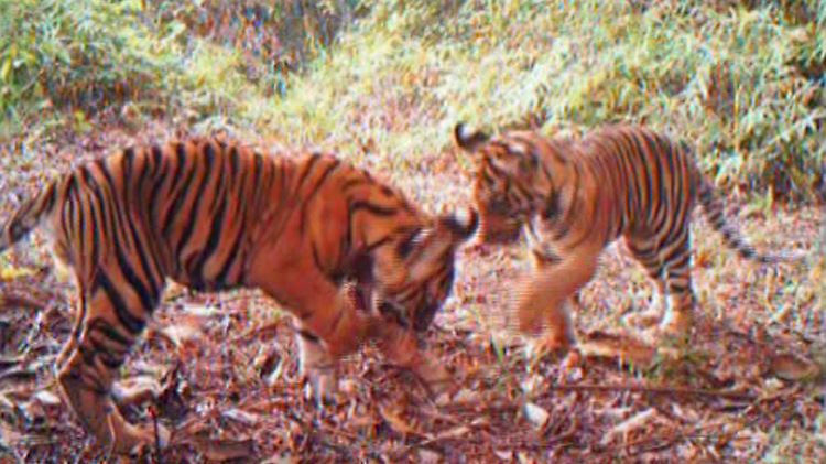 Infrarot-Kameras fangen insgesamt zwölf Tiger ein.