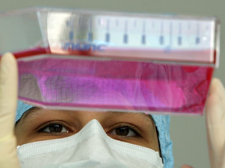 Stammzellen sollen bei der Heilung von Krankheiten helfen.