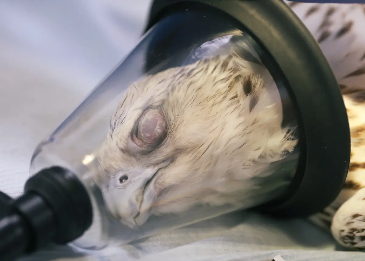 1a96e204aaeaf97ad16a371e7caa405f