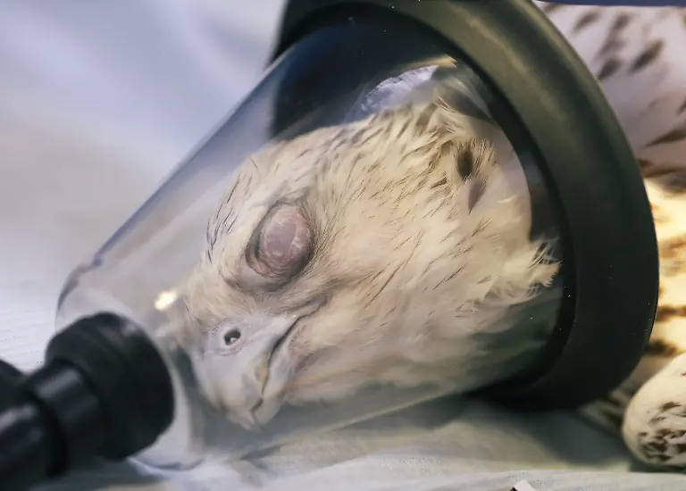 1a96e204aaeaf97ad16a371e7caa405f