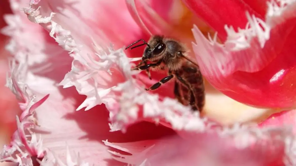 Eine-Biene-sitzt-im-botanischen-Garten-in-einer-rosa-gefuellten-Tulpe