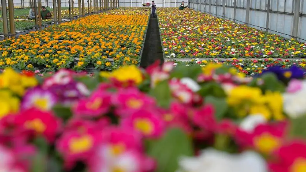 Viele-bunte-Blumen-bluehen-in-einem-Gewaechshaus