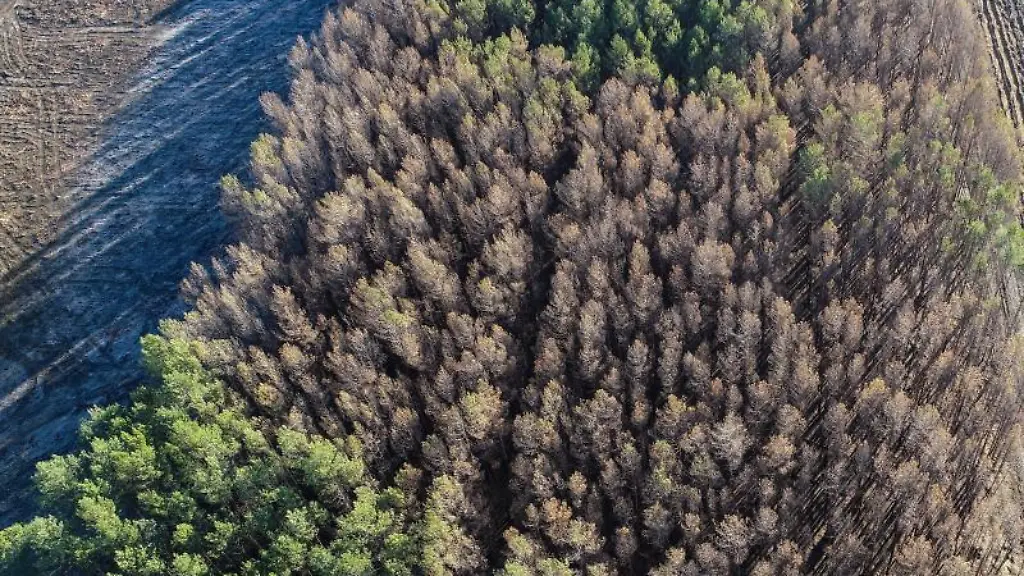 Deutlich-sichtbar-sind-verbrannte-und-noch-gruene-Kiefern-eines-Waldes-nahe-der-Bundesstrasse-102-in-Treuenbrietzen