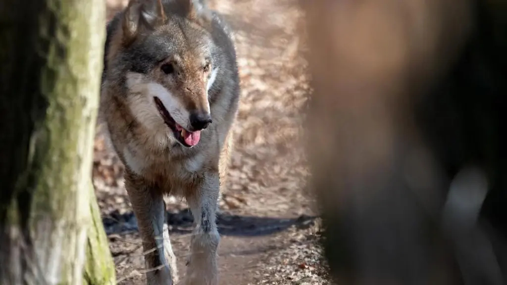 Ein-Wolf-laeuft-durch-die-Wolfsanlage-im-Moritzburger-Wildgehege
