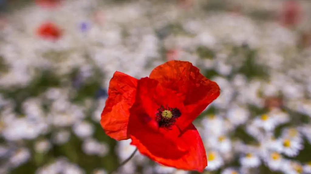 Eine-bluehende-Mohnblume-in-einem-Feldstreifen-mit-Kamillenpflanzen