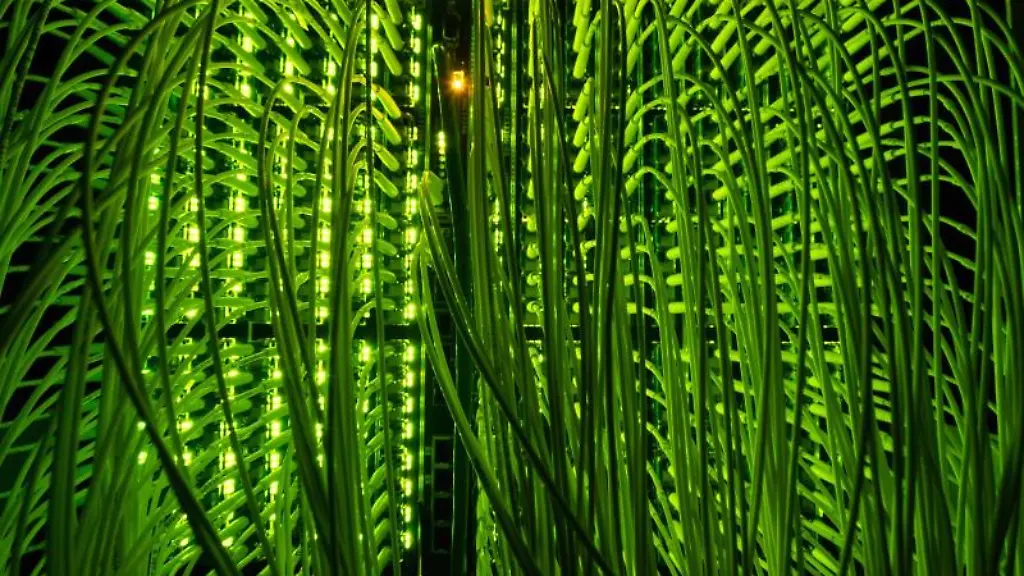 Zahlreiche-Glasfaserkabel-laufen-an-einem-Verteilerpunkt-zusammen