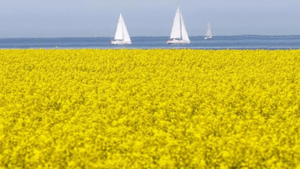 Segelboote-fahren-hinter-einem-Rapsfeld-ueber-die-Ostsee