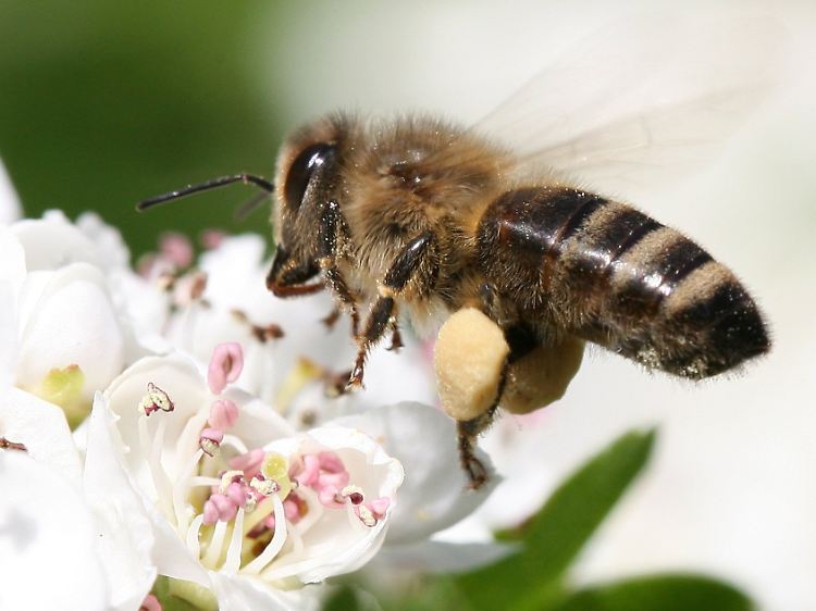 Mit Blütenpollen bepackt landet eine Biene auf einer Blüte.