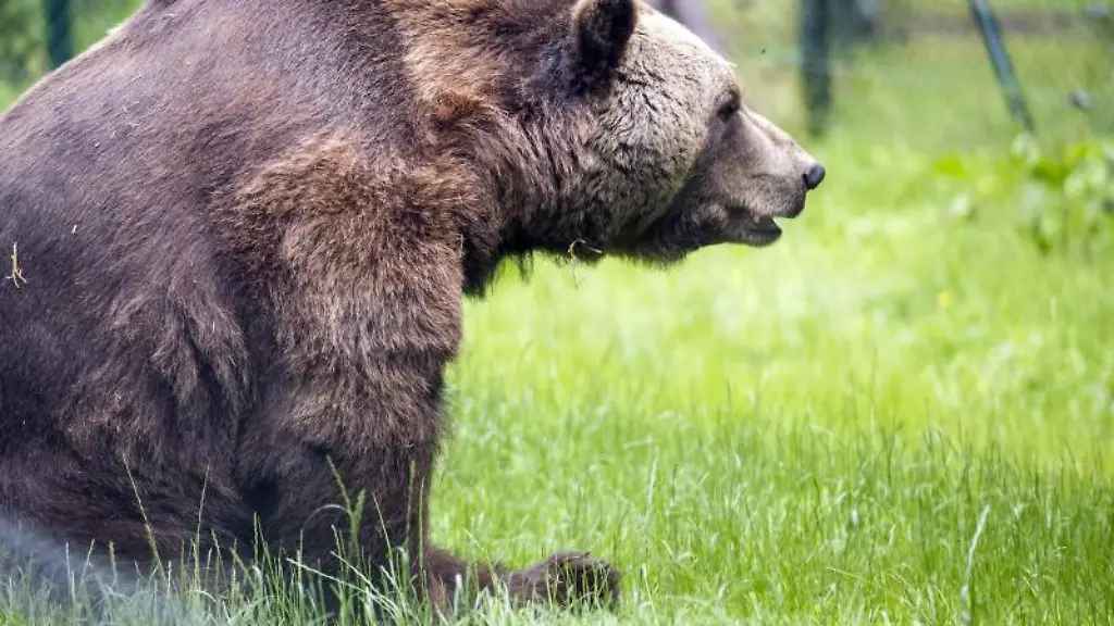 Der-Braunbaer-Balou-ist-in-seinem-weitlaeufigen-Gehege-im-Baerenwald-Mueritz-unterwegs