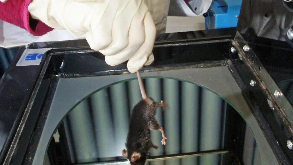 In-einem-Labor-wird-eine-Labormaus-fuer-einen-Versuch-vorbereitet