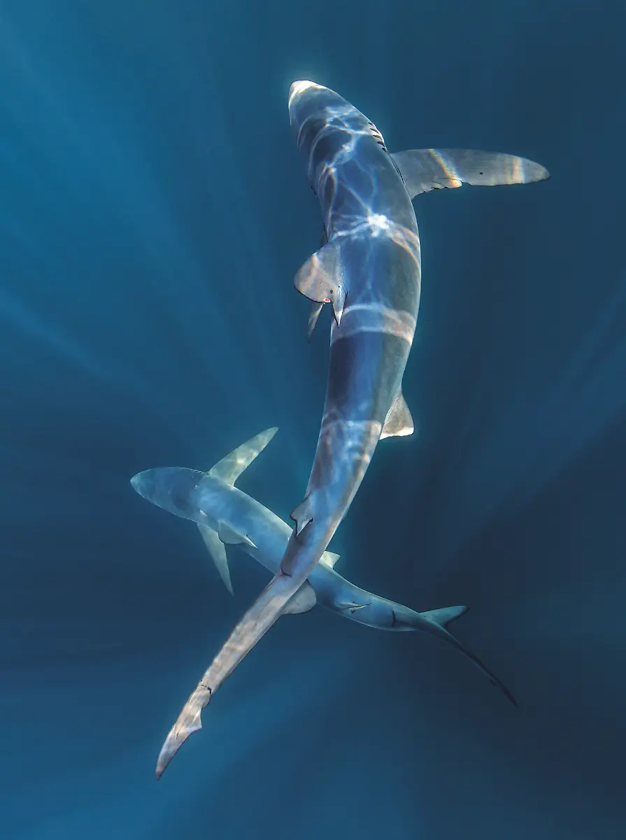 294-LD145-20170815-OS-BLUESHARK-148-OLLYSCHOLEY