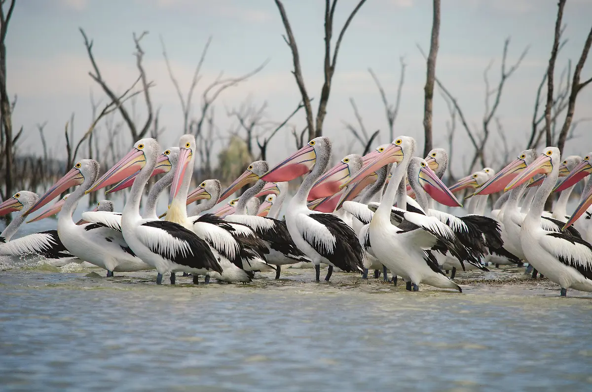 088-089-LW058-LB-7903-MalCarnegie