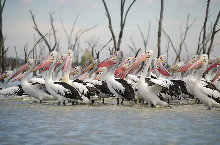 088-089-LW058-LB-7903-MalCarnegie