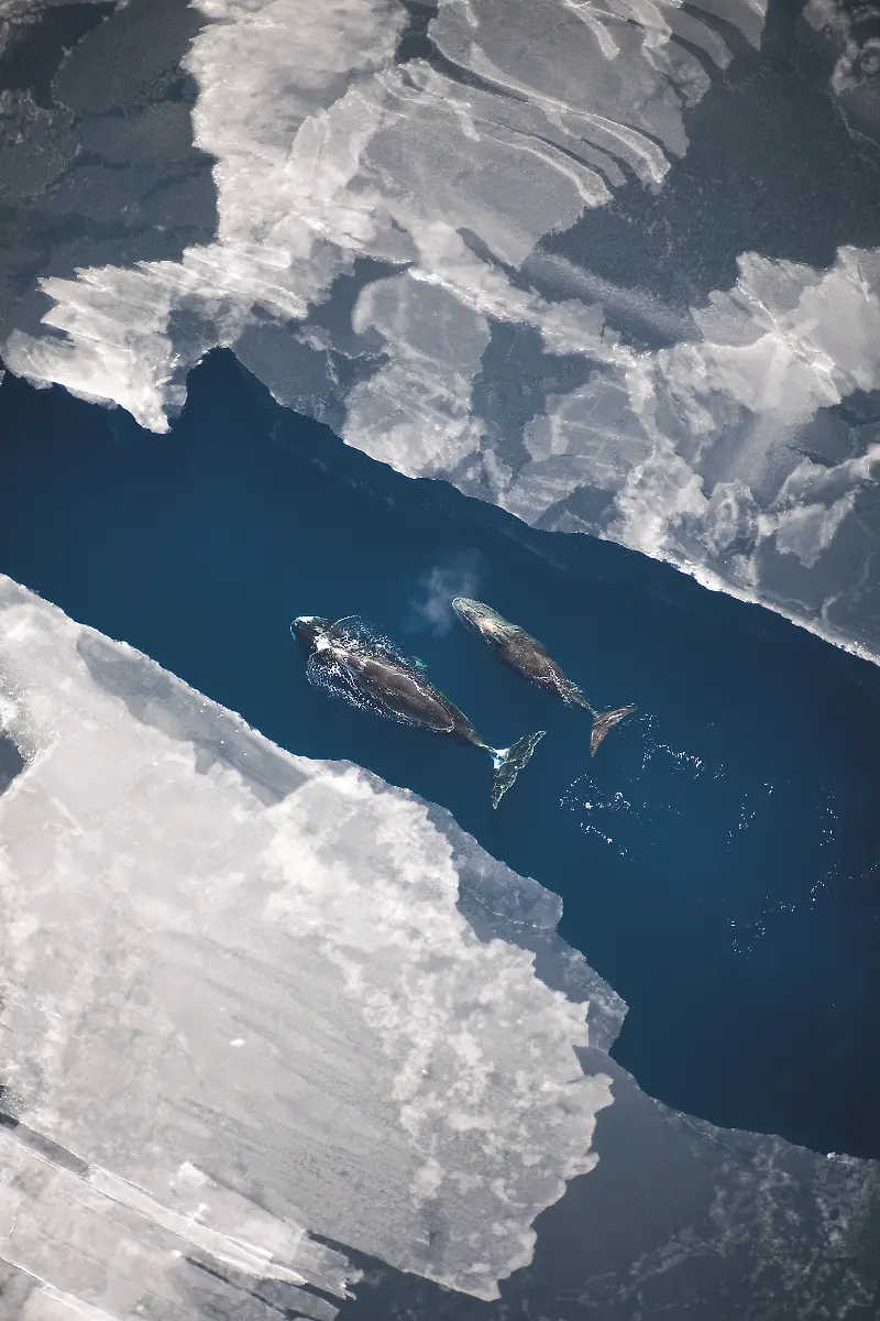 059-nmmlweb-bowheadwhale-lrg-11