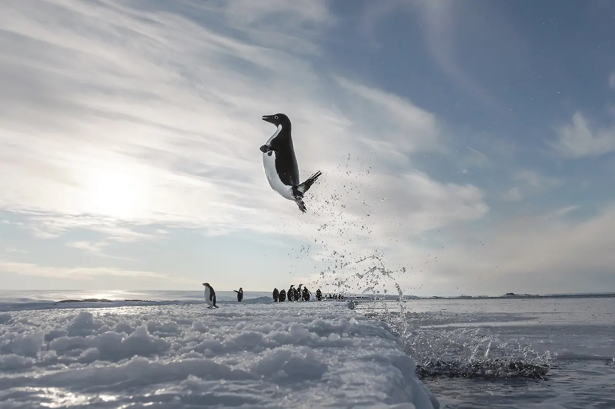 027-2015-11-ant-GGG4568