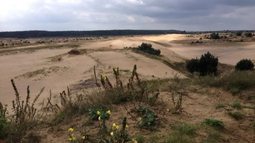 Eine-Wanderduene-in-der-Luebtheener-Heide-auf-dem-ehemaligen-Truppenuebungsplatz-Luebtheen