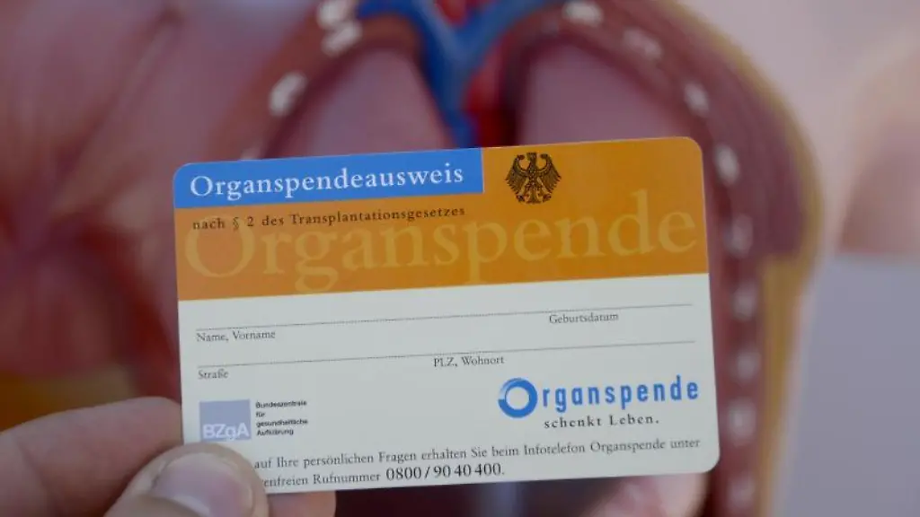 Ein-Organspendeausweis-aufgenommen-vor-dem-Modell-eines-menschlichen-Torsos