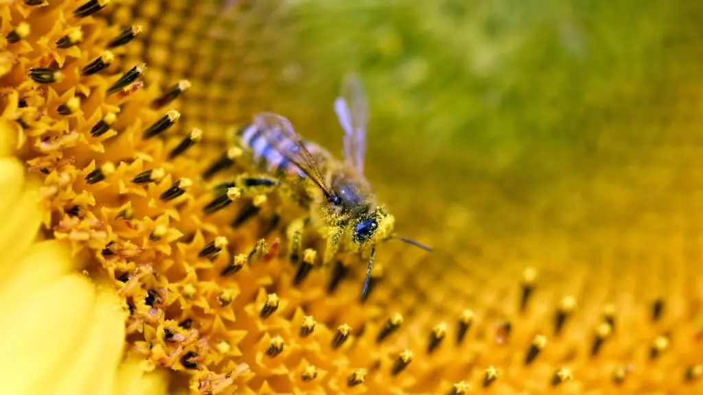 Eine-mit-Pollen-und-Bluetenstaub-benetzte-Biene-sitzt-auf-einer-Sonnenblume