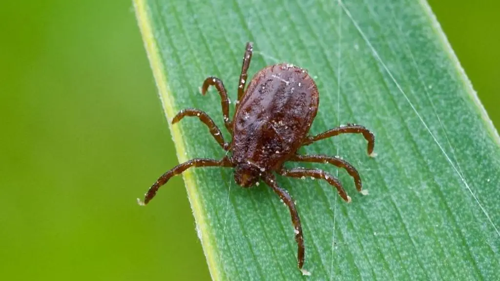 Eine-Zecke-sitzt-auf-einem-Blatt