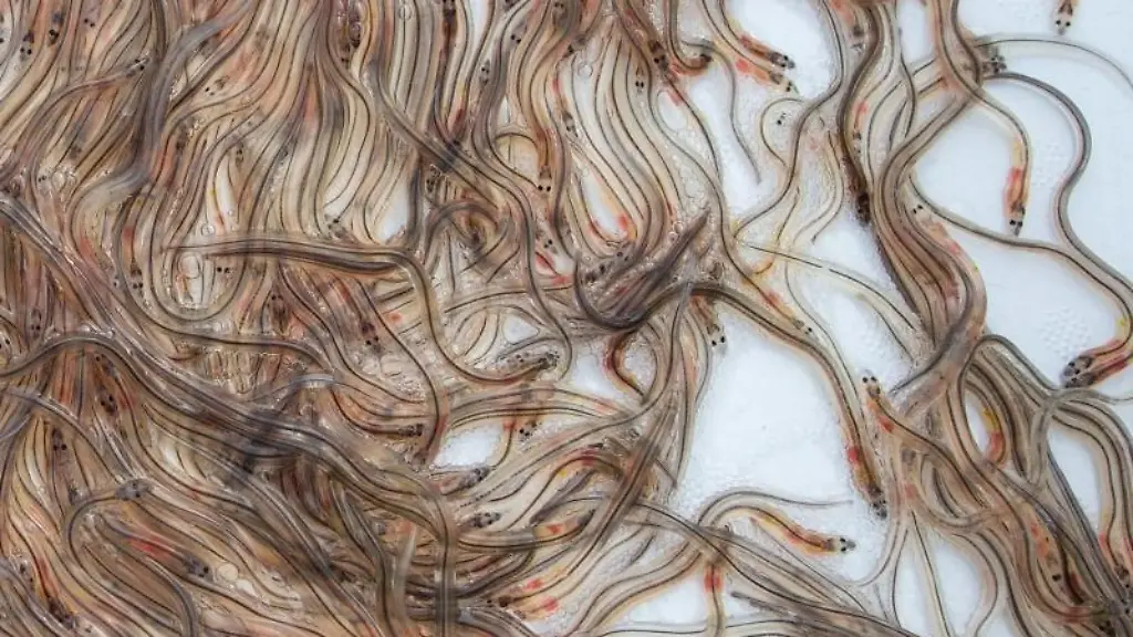 Glasaale-schwimmen-in-einem-Behaelter