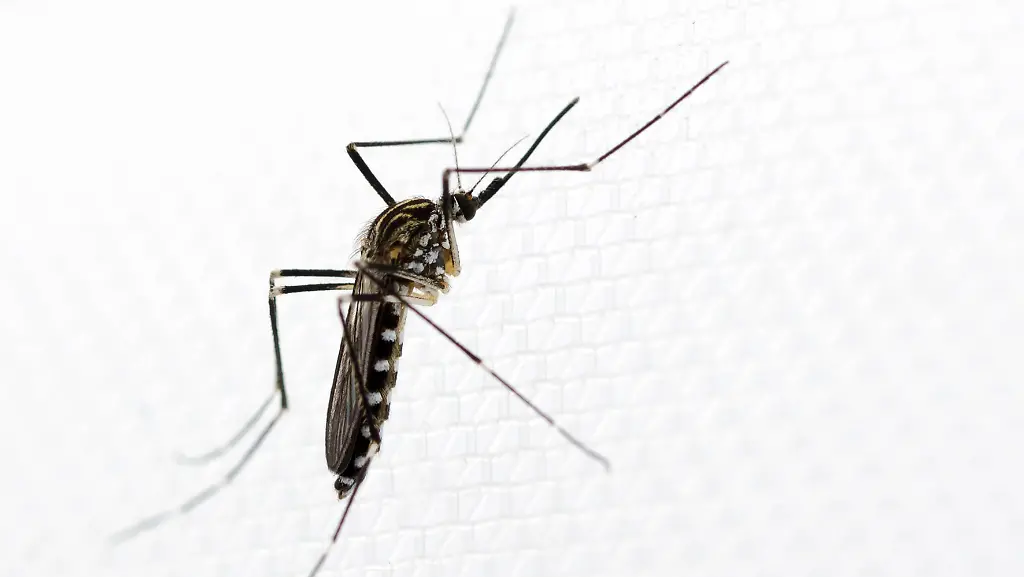 aedes-koreicus-female-ddoerge-300dpi