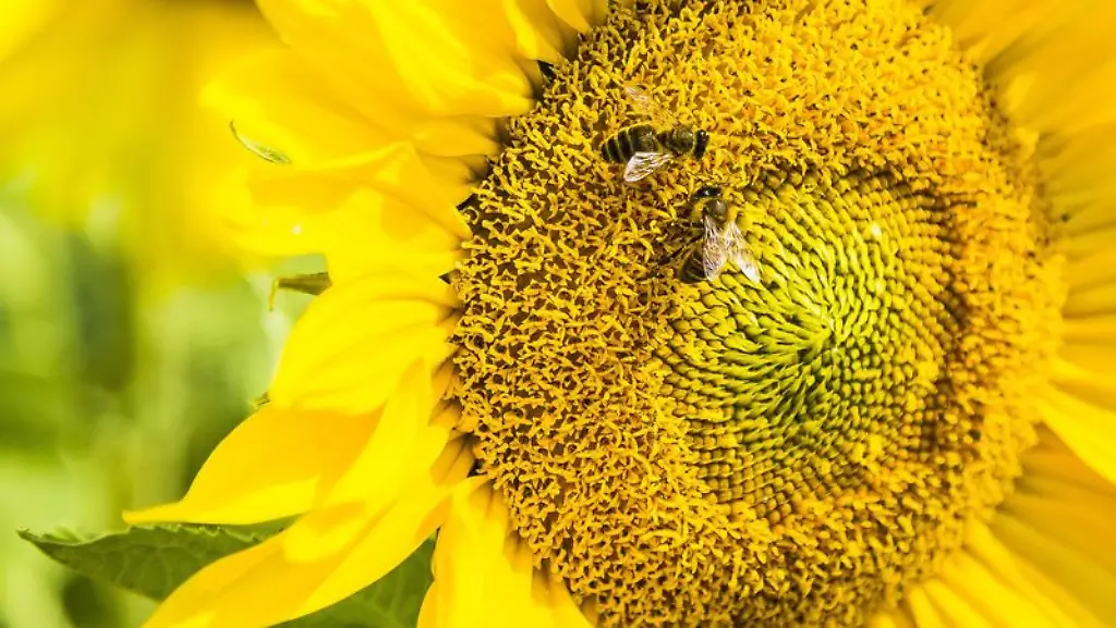 ACHTUNG-Nur-zur-redaktionellen-Verwendung-im-Zusammenhang-mit-einer-Berichterstattung-ueber-die-Bienen-Studie-der-RMIT-Universitaet