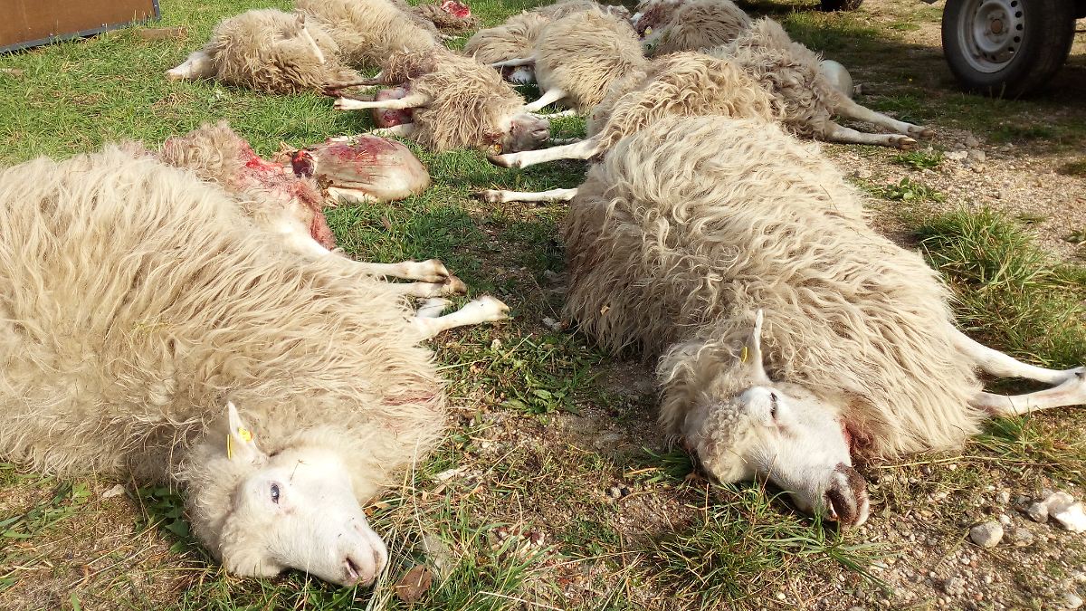 Bauern-froh-Natursch-tzer-nicht-Wolfsjagd-soll-Blutrausch-Albtraum-der-Bauern-beenden