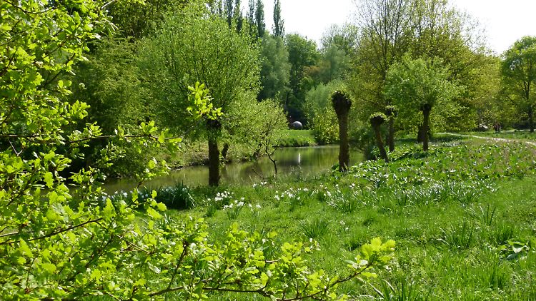 Malerische Auenlandschaft: Die für den Niederrhein so typischen Kopfweiden prägen das Bild der Natur im Museum Insel Hombroich.