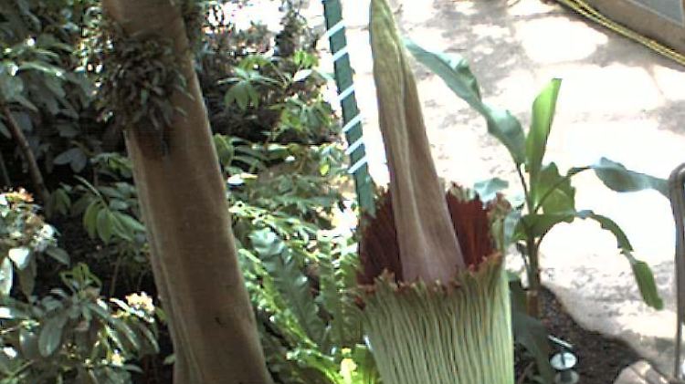 Die Blüte öffnet sich: Aufnahme von Samstagmittag, 12 Uhr.
