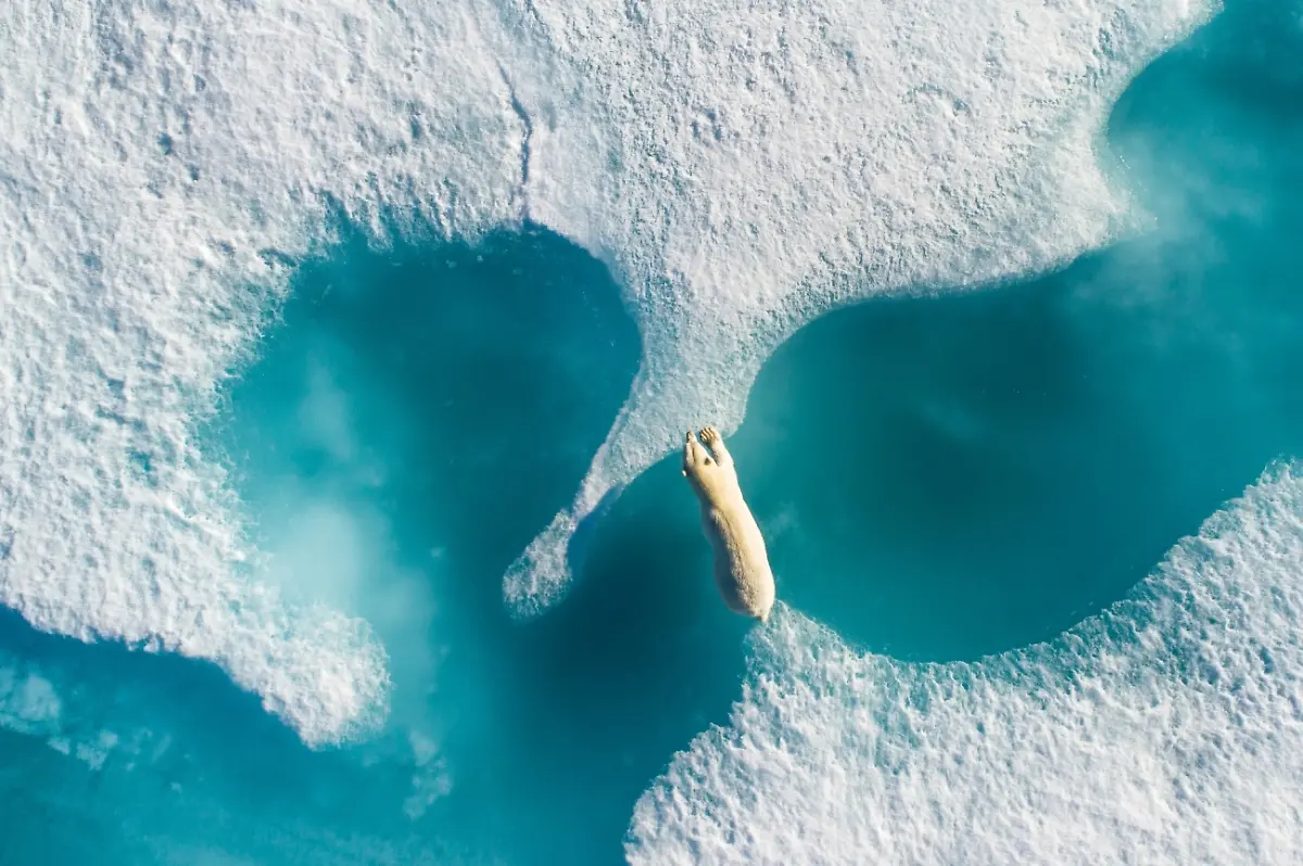 Photo-of-the-Year-Above-The-Polar-Bear-by-Florian-Ledoux