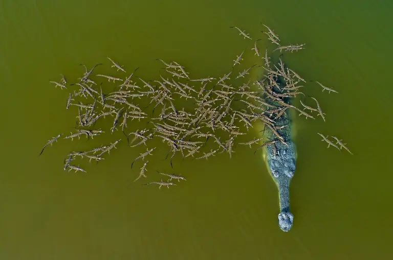 02-Responsible-Dady-the-Gharial-with-Babies-By-Dhritiman-Mukherjee-Runner-Up