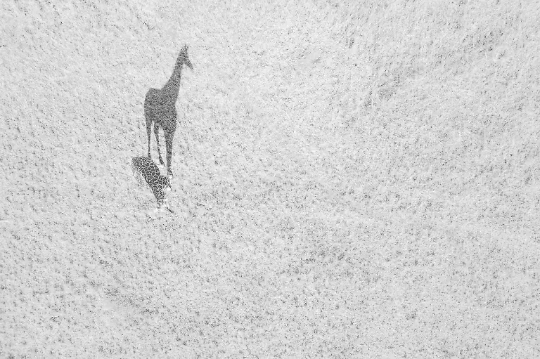 01-Big-Shadow-By-Thomas-Vijayan-Runner-Up