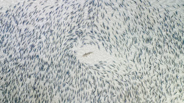 00-Blacktip-Shark-By-Adam-Barker-Winner