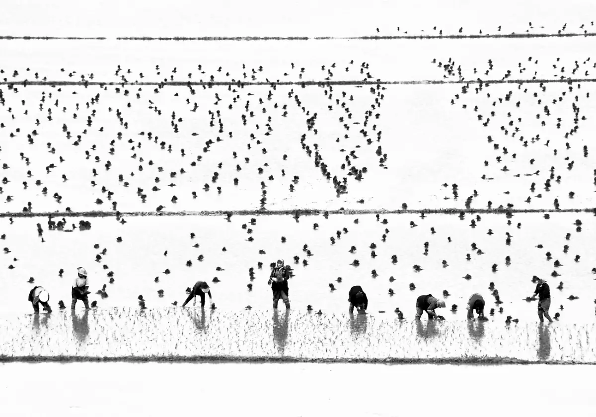 03-Women-Rice-Farmers-By-Keyvan-Jafari-Highly-Commended