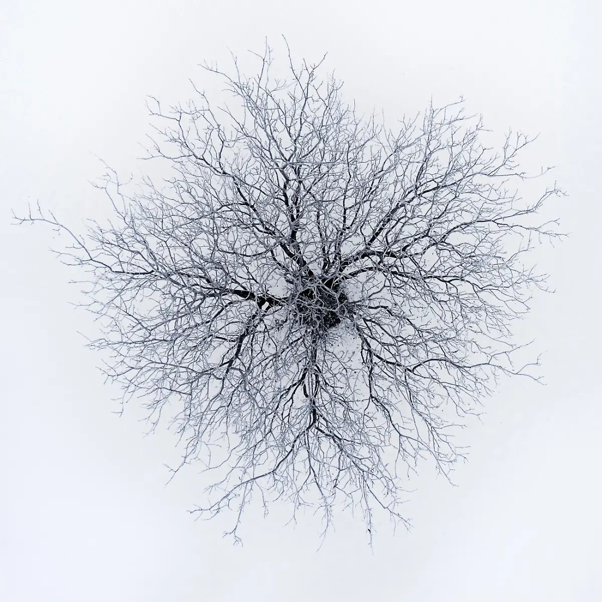 02-Dendrites-By-Branko-Markovic-Highly-Commended