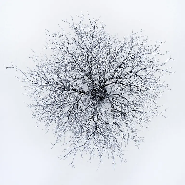 02-Dendrites-By-Branko-Markovic-Highly-Commended