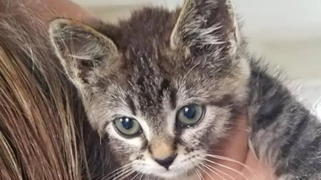 44539032-569137126852441-5907209229059489792-n