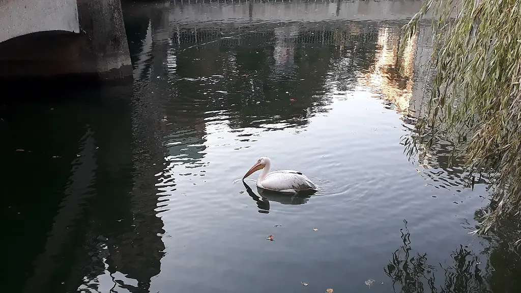 Exotischer-Badegast-in-der-Isar