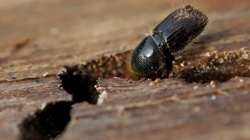 f8c5a589e4a58ce0e181f9eadc4ca29c