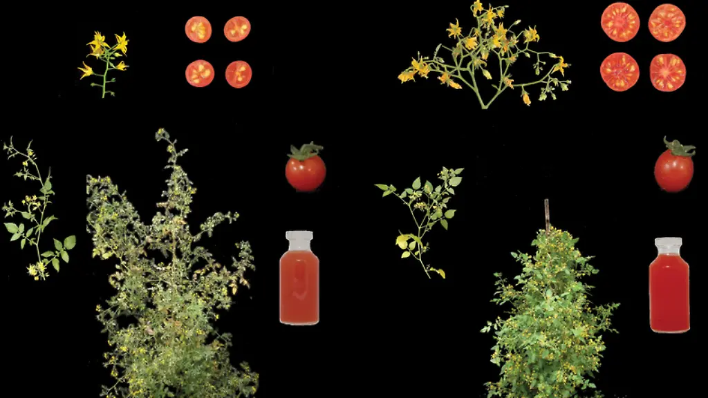 VERWENDUNG-NUR-IN-ZUSAMMENHANG-MIT-DER-STUDIE