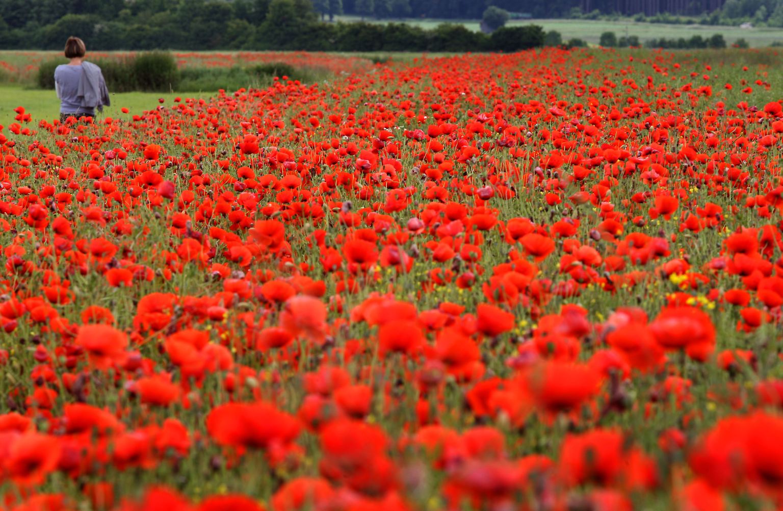 Seit der Jungsteinzeit begleitet er die menschliche Kultur: der Klatschmohn.
