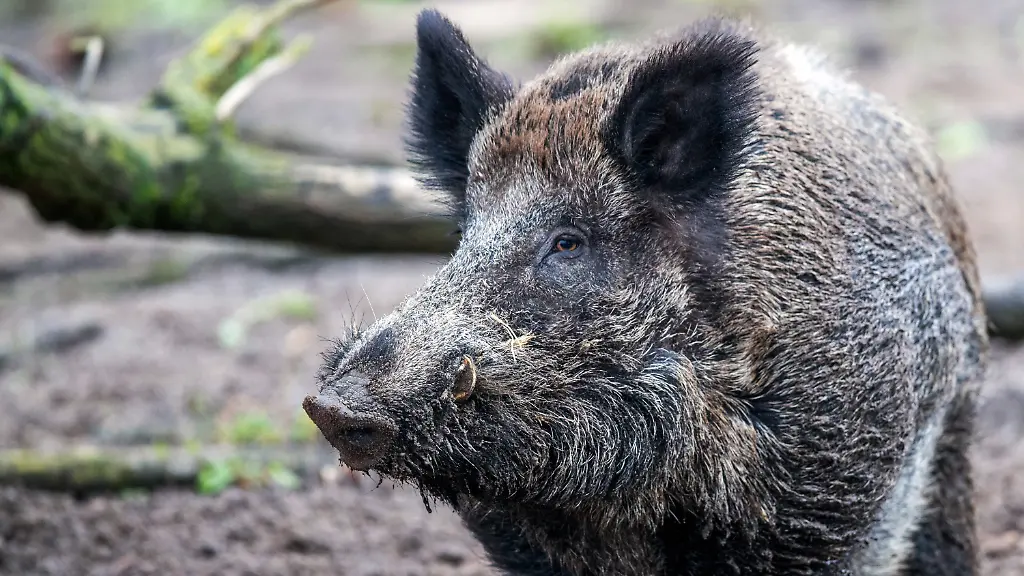 7007c816230175feb731ade14707775c