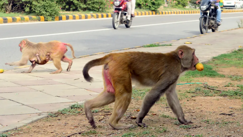 Rhesusaffen-machen-den-Einwohnern-Neu-Delhis-zu-schaffen