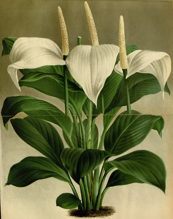 Anthurium-dechardi-24-269