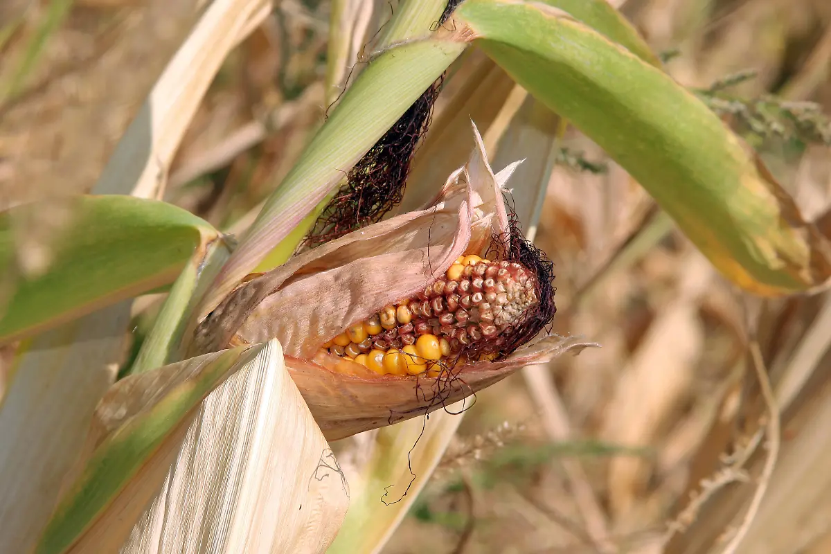 cdf2f88fd53e551fbde8ad66cbbb4c18