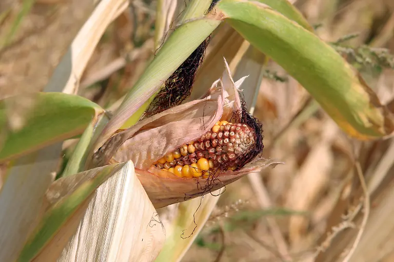 cdf2f88fd53e551fbde8ad66cbbb4c18